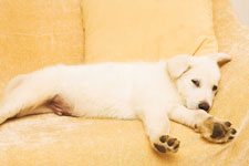 labrador puppy