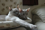 stretching siamese